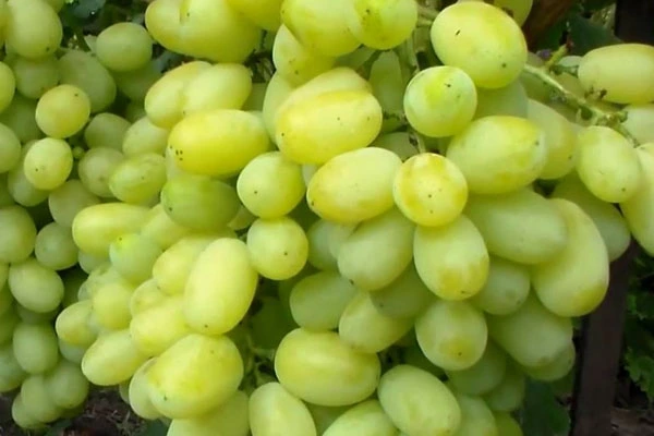 Grape variety Flora (Lora)