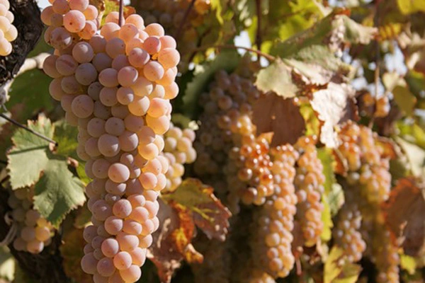Grape variety “Rkatsiteli”