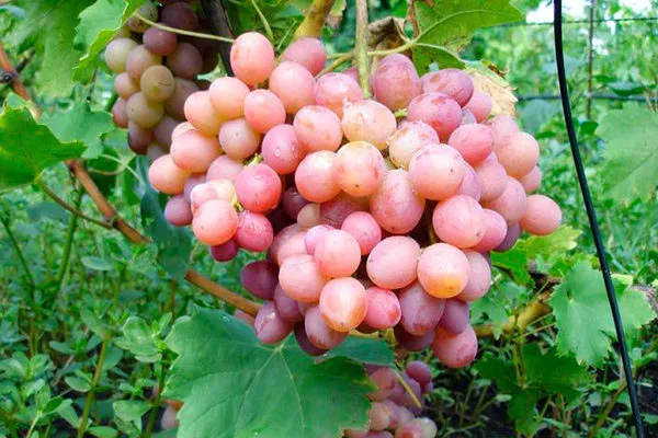 Grape variety “Livia”